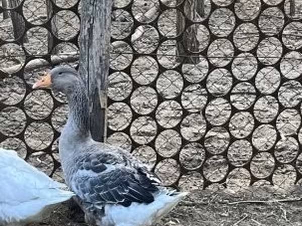 Duńska szara i szarobrokatna gęś