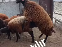 Qoç, Qoyunlar — foto 4