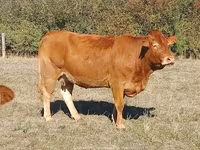गाय, लिमोज़िन गाय — फ़ोटो 2
