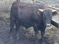 Buğa, Simmental cattle — foto 4