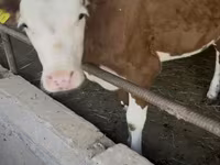 Buğa, Simmental cattle — foto 3
