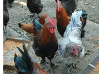 Marans — 1-rasm