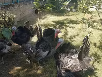 Turkeys — الصورة 3