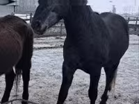 Cavalo, Lipizzaner — foto 3