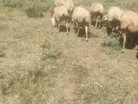 Qoyun, Qoyunlar — foto 2