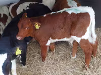 Bull, Simmental cattle — photo 2