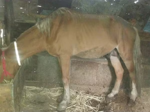 Mare, Horses