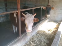 Cow, Simmental cattle — photo 1