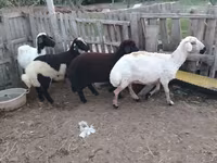 公羊, Sheep — 照片 1