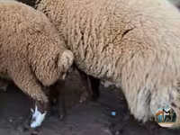 Ram, Sheep — photo 2