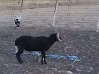公羊, Shetland sheep — 照片 7