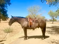 At, Quarter Horse — foto 4