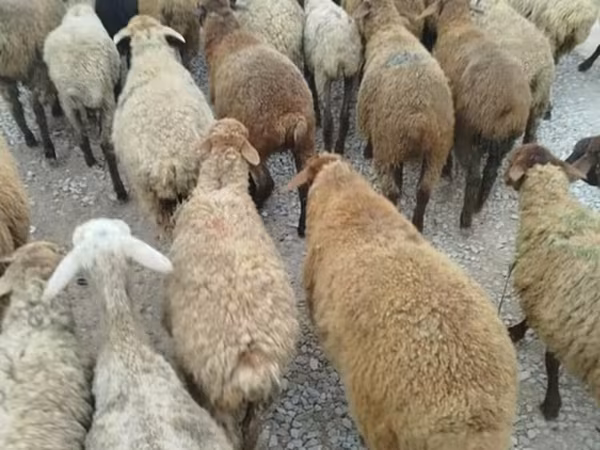 Sheep, Sheep — Azerbaijan
