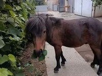 公马, Shetland Pony — 照片 6