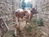 Krowa, Simmental cattle — zdjęcie 2