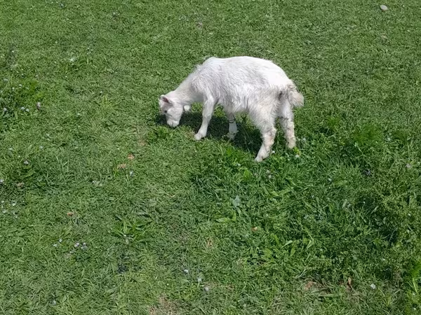 Billy Goat, Goats
