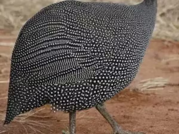 Guinea fowl — أرمينيا
