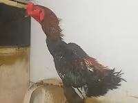 Shamo chickens — foto 6