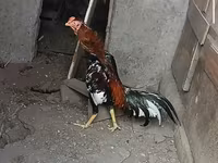 Chickens — foto 1