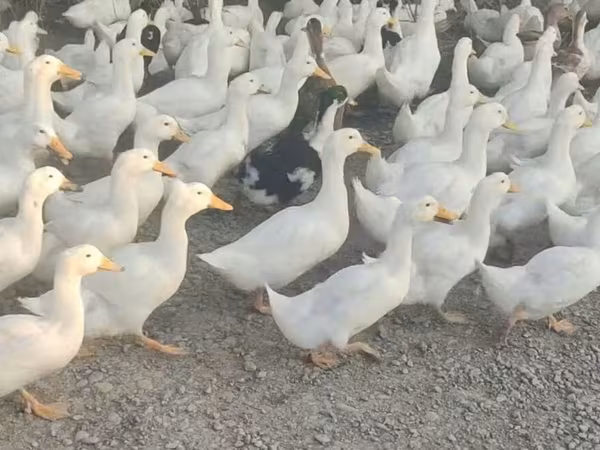 German Pekin — Azerbaijan