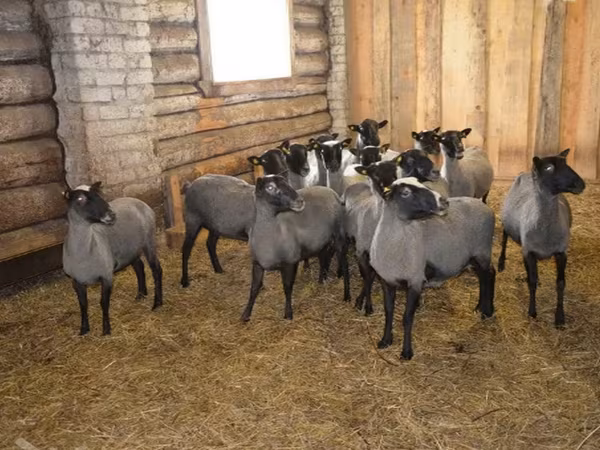 Qoç, Romanov sheep