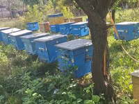 Arıxana üçün taxta arı pətəkləri (ulya) Məhsul təsviri: - — الصورة 4