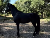 Caballos (lote, sexo no especificado), American shetland pony — foto 7