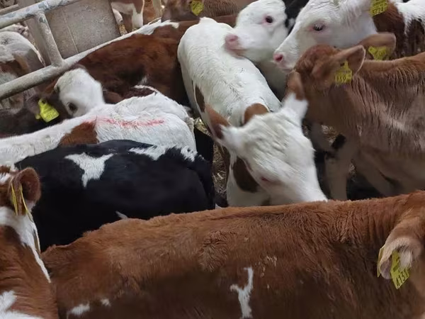 Touro, Simmental cattle