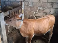 गाय, मवेशी — फ़ोटो 3