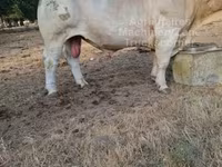 Buğa, Charolais cattle — foto 2