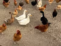 Chickens — foto 1