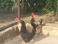 Japanese Bantam — photo 5