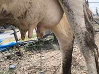 Kuh, Holstein-Rasse — Foto 1