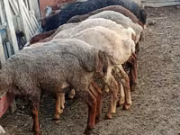 Qoç, Qoyunlar — foto 5