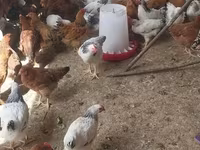 Chickens — foto 3
