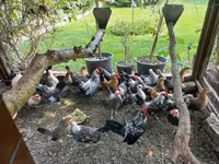 Holenderski bantam — zdjęcie 2