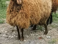 Sheep, Sheep — photo 5