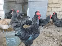 Australorp — photo 2