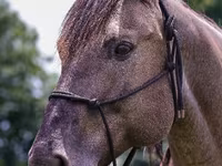 Caballo, Quarter Horse — foto 7