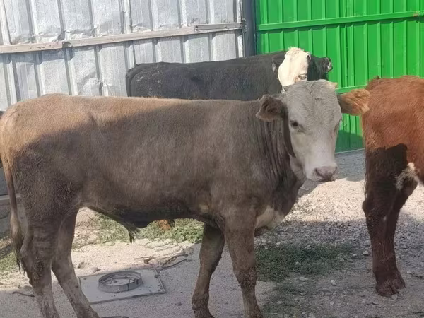सांड, मवेशी