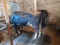 Cow, Holstein breed — photo 5