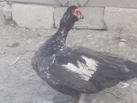 Ducks — photo 1