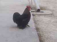 Chickens — foto 1