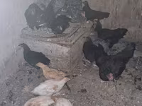 Chickens — Foto 5