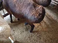 Beran, Hissar sheep — foto 6