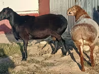 मेढ़ा, Tian-Shan semifinewool sheep — फ़ोटो 2
