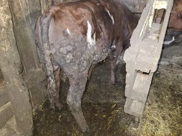 公牛, Cattle