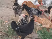 Chickens — फ़ोटो 3