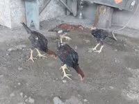 Chickens — photo 5