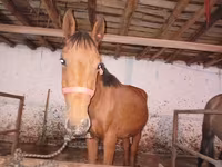 At, Manipuri pony — foto 1